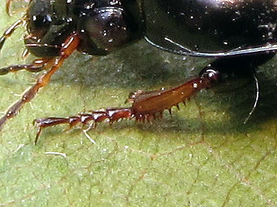 Carabidae: altro Harpalus ??  No, Amara sp.